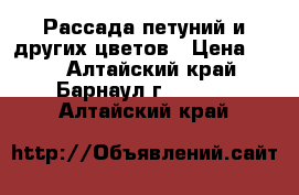 Рассада петуний и других цветов › Цена ­ 60 - Алтайский край, Барнаул г.  »    . Алтайский край